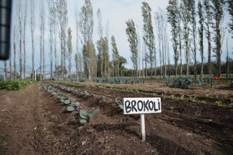 Huerta “La Utopía” continúa creciendo y produciendo alimentos agroecológicos