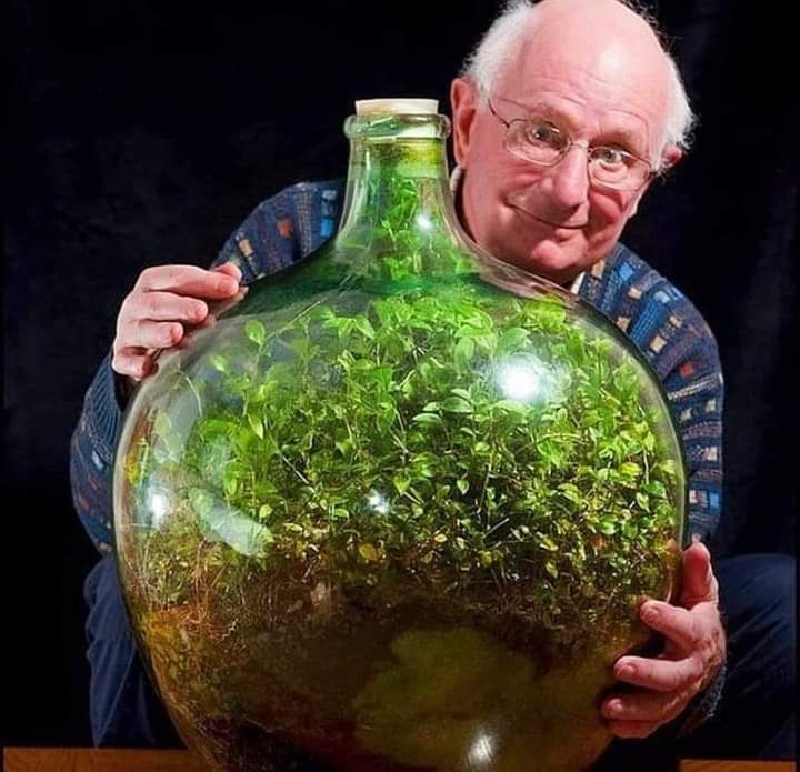 David Latimer plantó un brote de araña dentro de una botella grande de vidrio