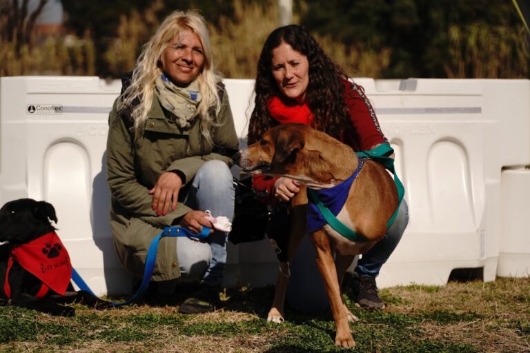 Jornada de adopción de perros adultos