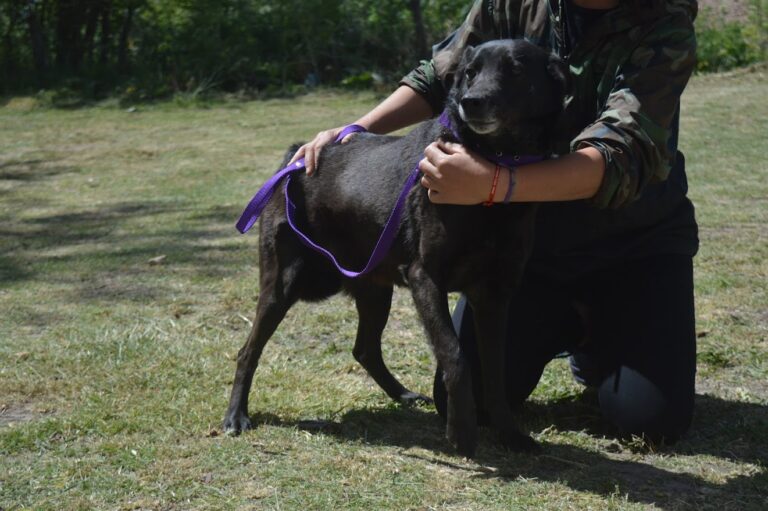Sábado de Festival Mascotero: buen vivir, zoonosis, entretenimientos, regalos y más