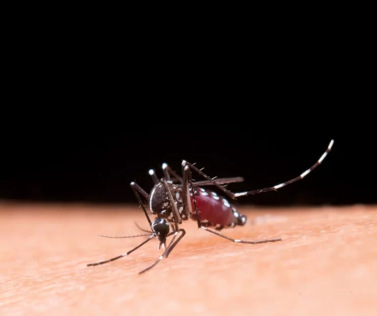Otra vez hay invasión de mosquitos en Buenos Aires: ¿Por qué siguen molestando en junio?