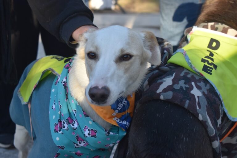 Este domingo otra jornada de adopción animal