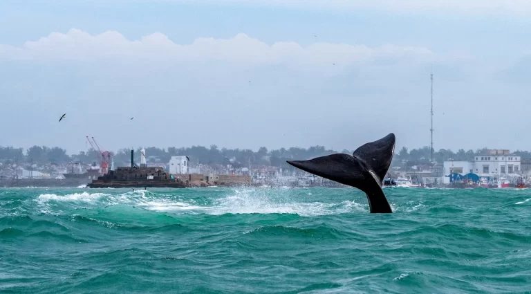 Comienza la temporada de ballenas en Mar del Plata: los mejores lugares para avistarlas desde la costa