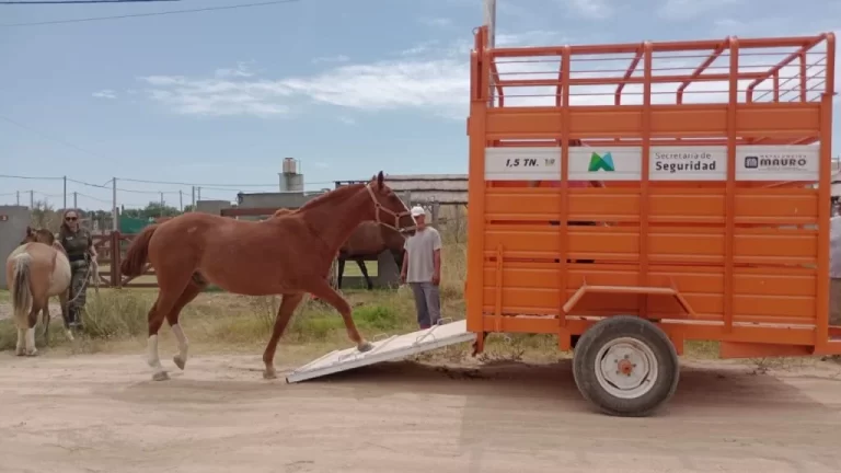 Seguridad secuestra tres caballos sueltos en el barrio Calabria y refuerza los controles preventivos